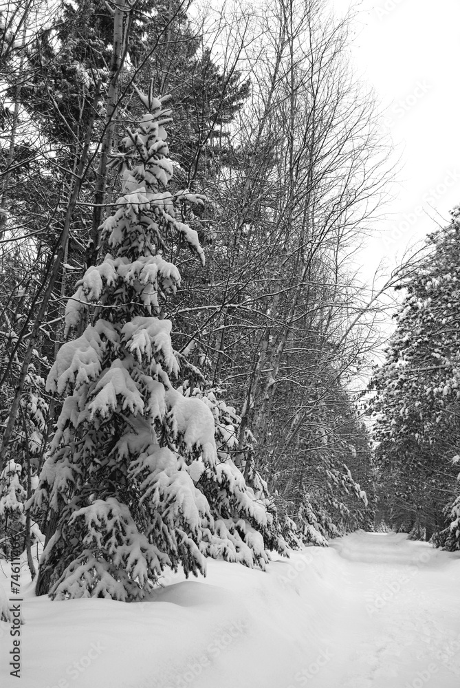Winter Forest Scene after a snow Storm
