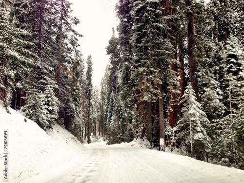 Wide view panorama from the sequoia national forest park
