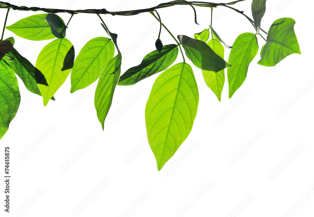 Obraz premium Green leave