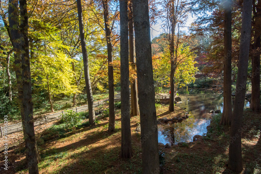 Obraz premium 林試の森公園