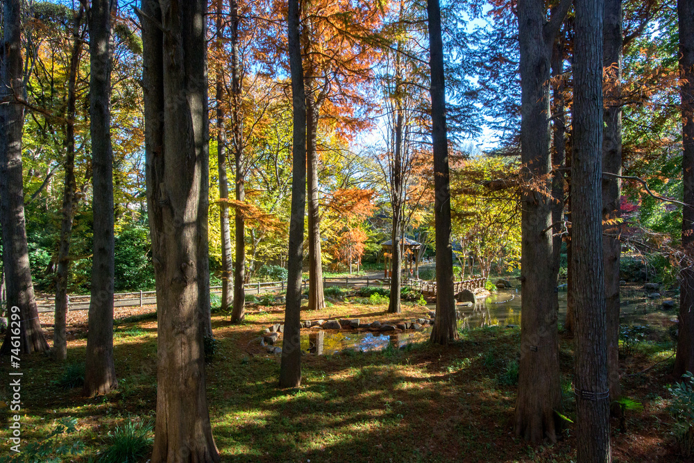 林試の森公園 林試の森公園