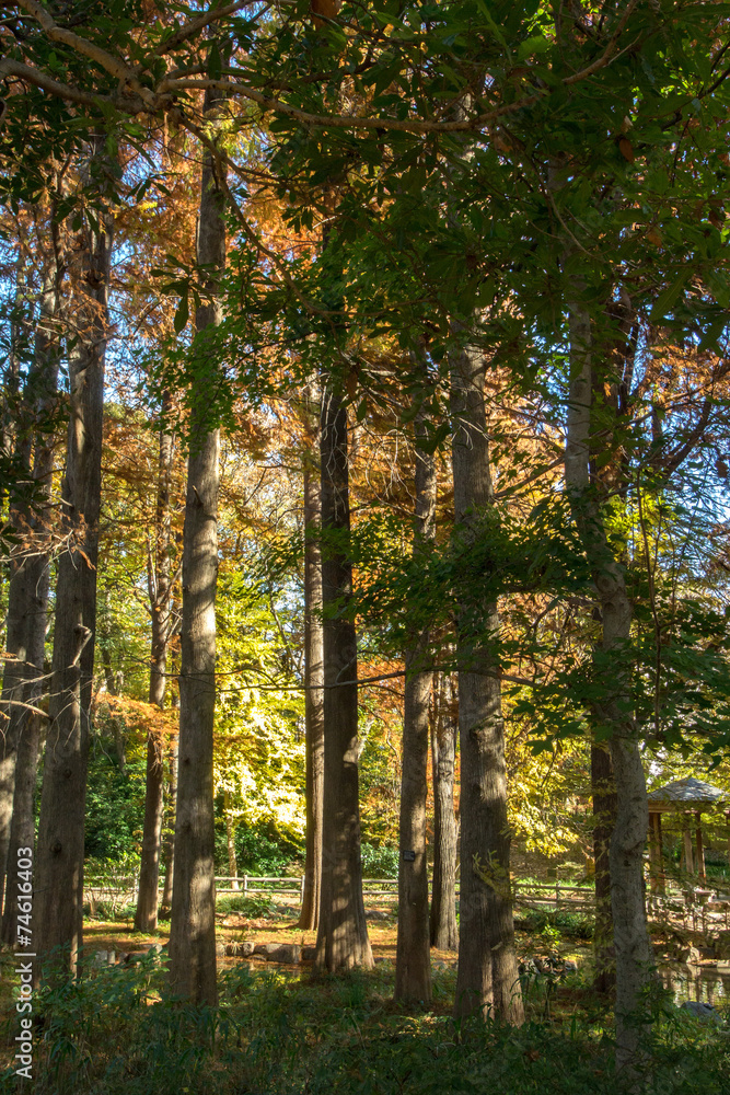 Naklejka premium 林試の森公園