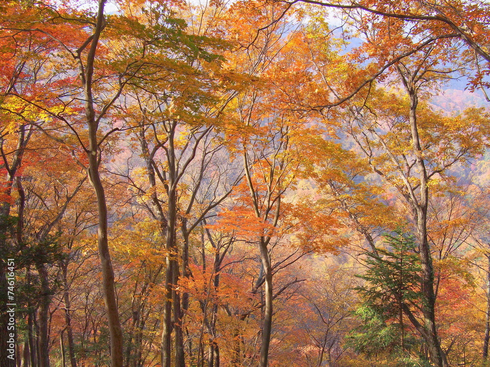 低山の紅葉