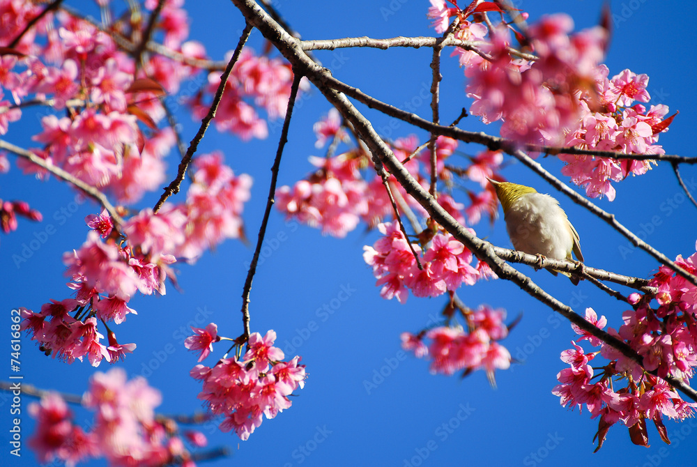 Pink cherry blossom and little bird Pink cherry blossom and little bird