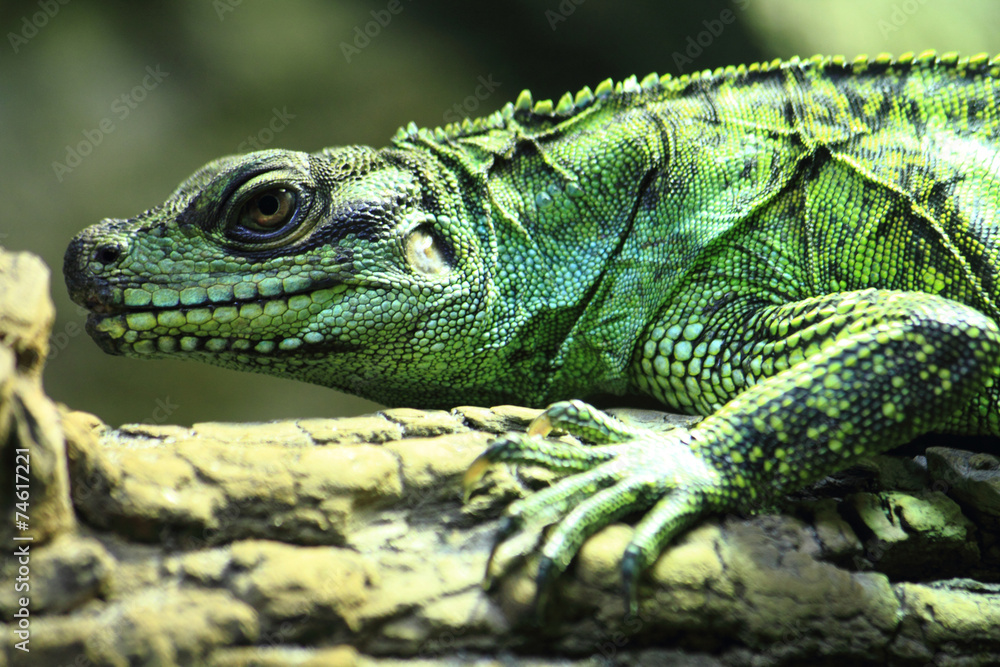 Fototapeta premium green lizard (small dragon)