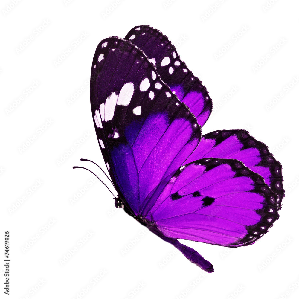 Naklejka premium purple butterfly