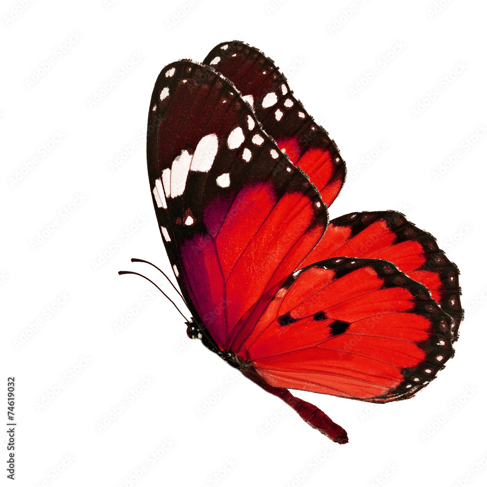 Obraz premium red butterfly