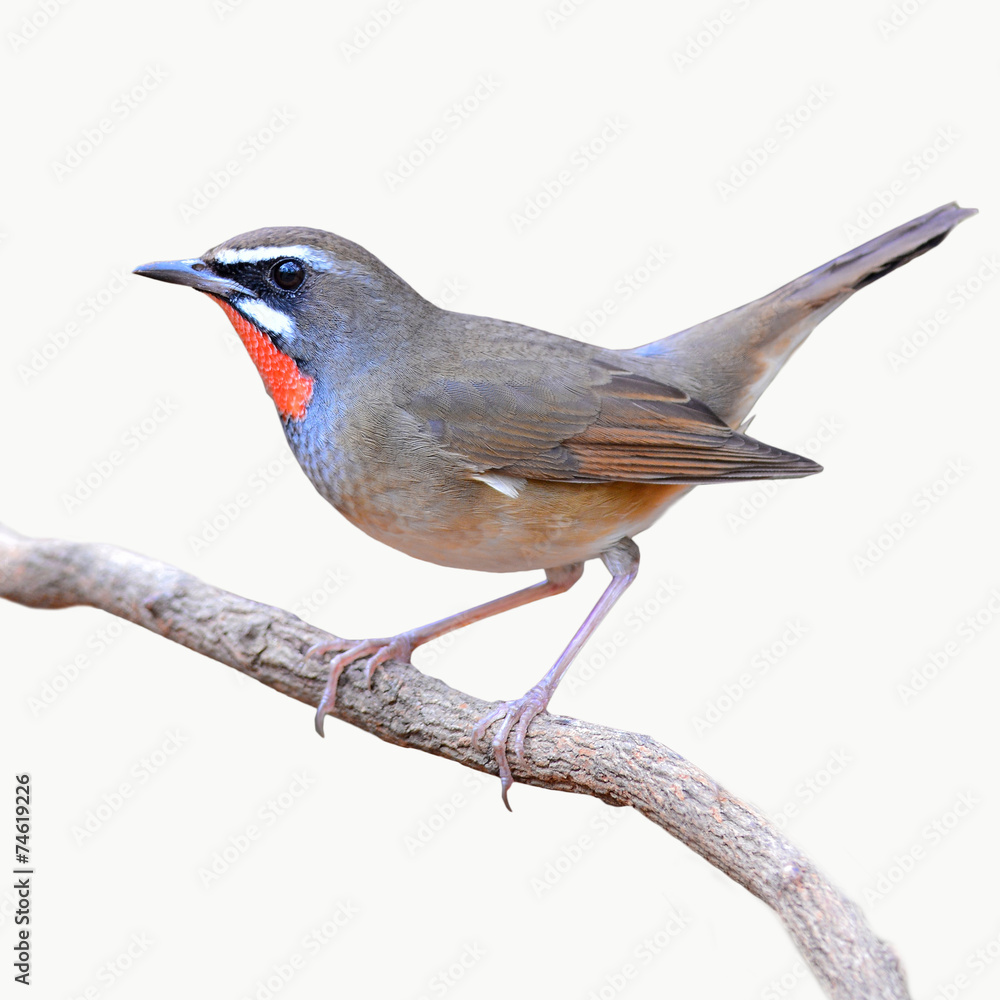 Fototapeta premium Siberian Rubythroat bird