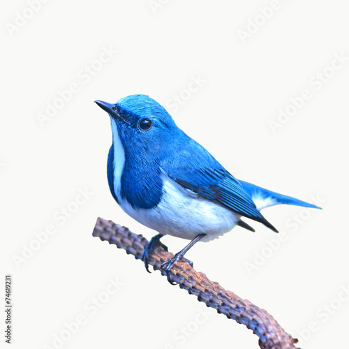 Ultramarine flycatcher bird © thawats