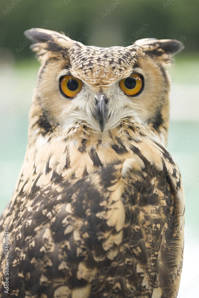 Fototapeta premium ベンガルワシミミズク