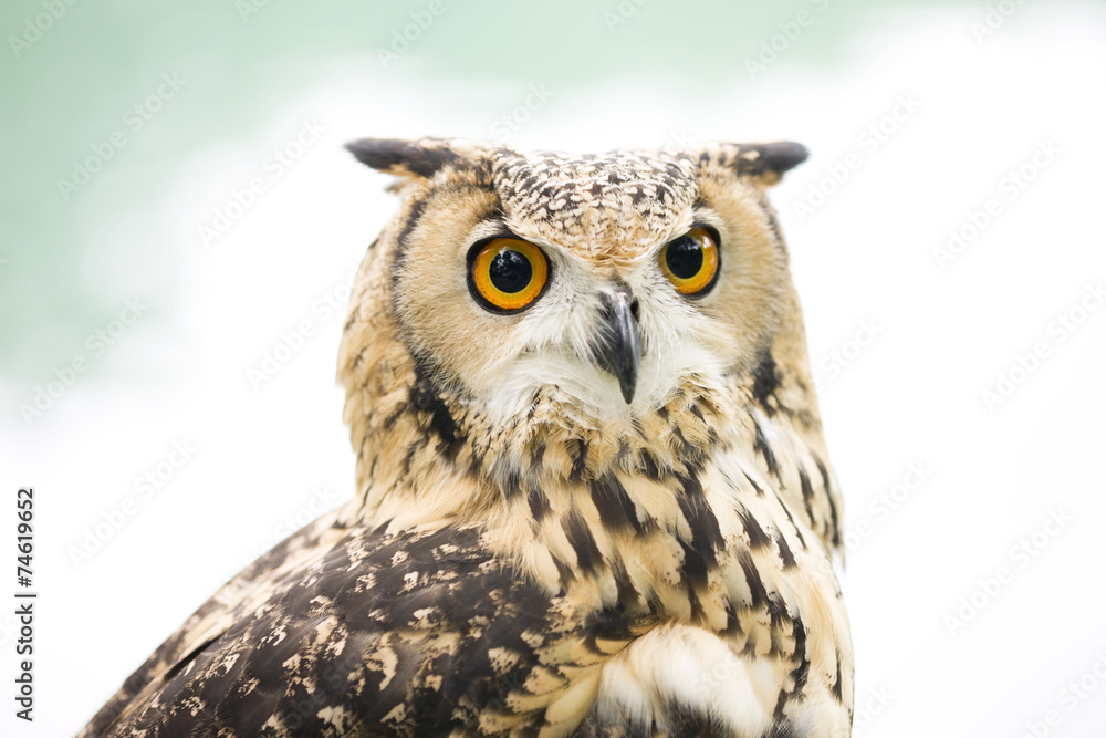 Naklejka premium ベンガルワシミミズク