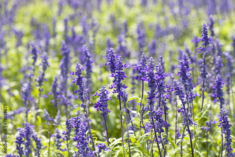 Naklejka premium ラベンダー畑