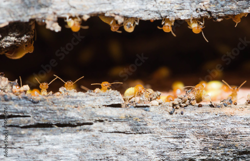termite © chyball