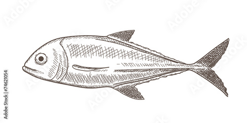 Fish (jack) in sketch style, white vintage edition