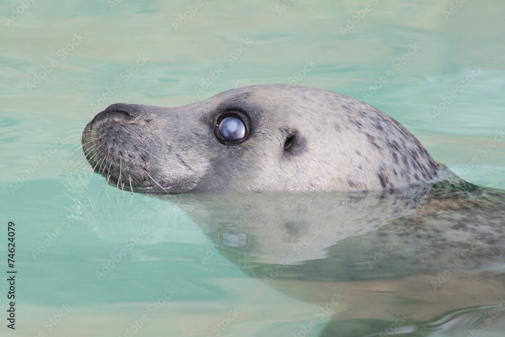 Fototapeta premium Harbor seal