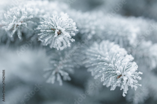 winter background with frosty fir branches