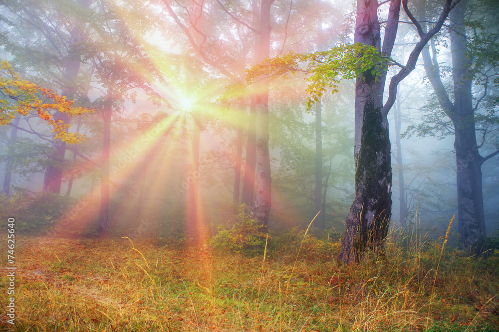 Obraz premium Rays in the Carpathian forest