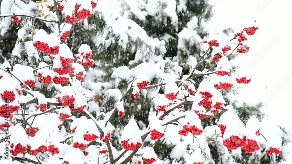 Snowing on white and green background with red rowan berries Snowing on white and green background with red rowan berries