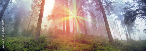 Radiance misty forest