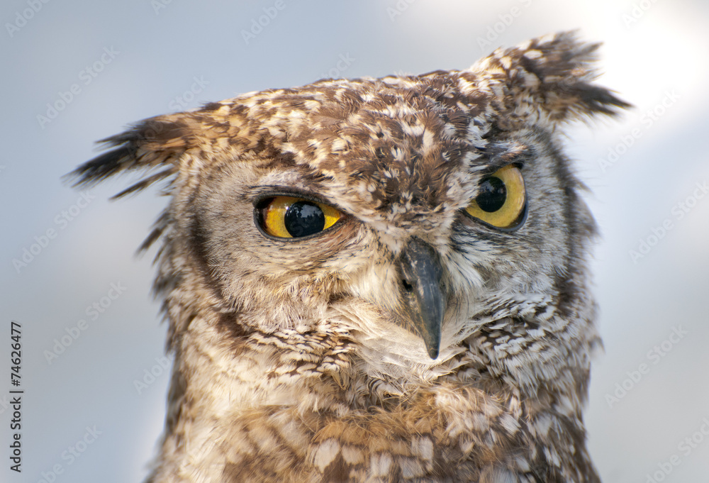 Naklejka premium Occhi gialli della civetta