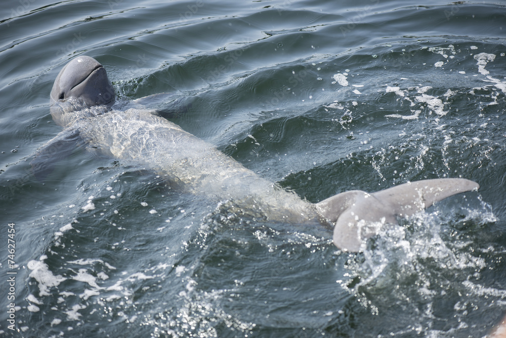 Obraz premium Pływanie delfinów Irrawaddy w oceanie.