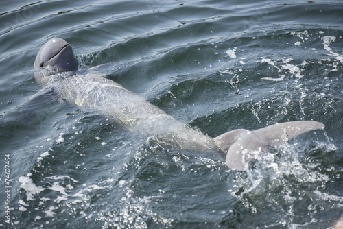 Irrawaddy dolphin swimming in ocean.