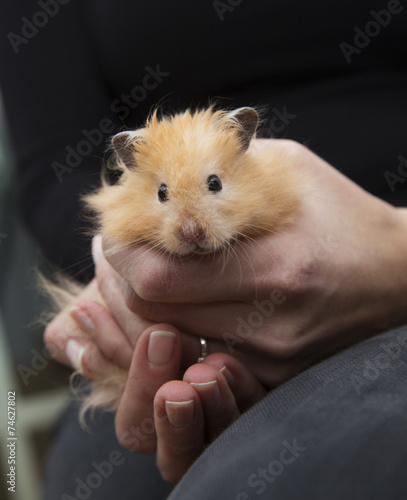 Hamster in Human Hands