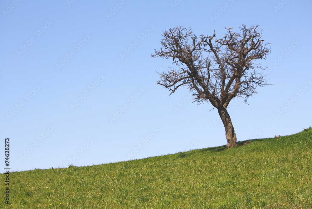 Albero Solitario Albero Solitario