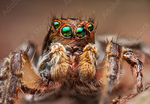 Portrait of a Jumping spider © lukjonis