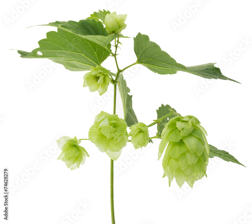 branch of green hops isolated on the white background