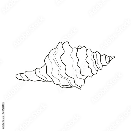 Vector Illustration of a Sea Shell