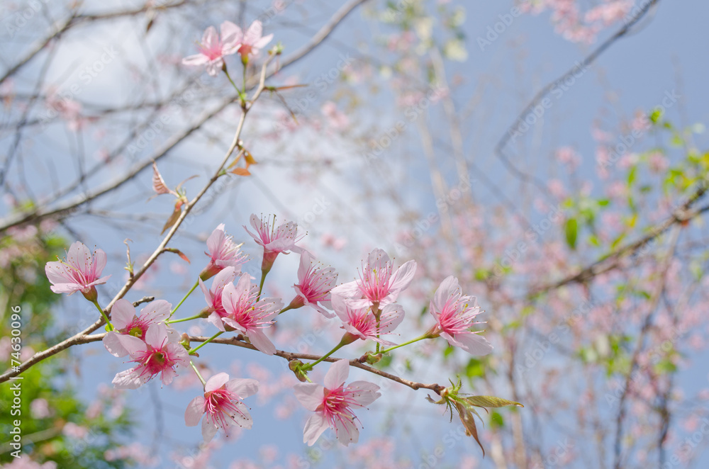 Himalayan Cherry is pink flower Himalayan Cherry is pink flower