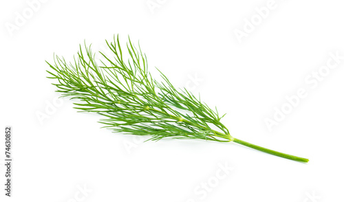 Green dill isolated on white background. Studio macro