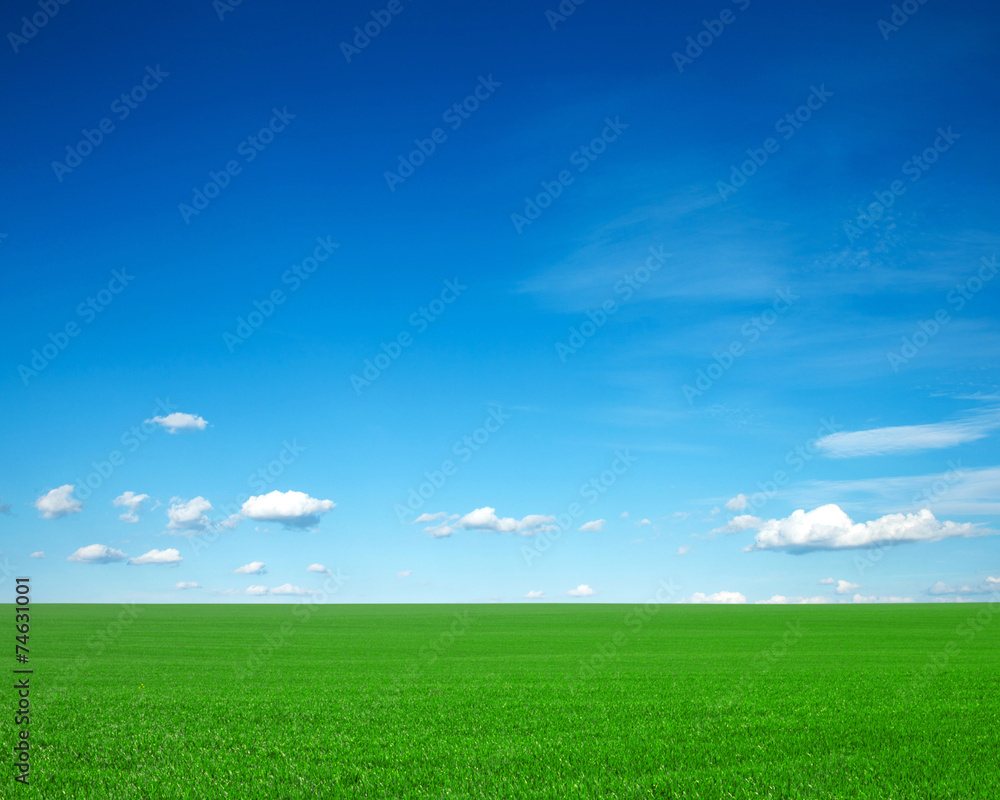 Fototapeta premium green field