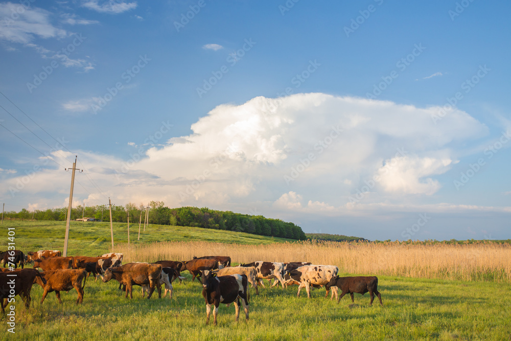 Cows grazing in green meadow. Cows grazing in green meadow.