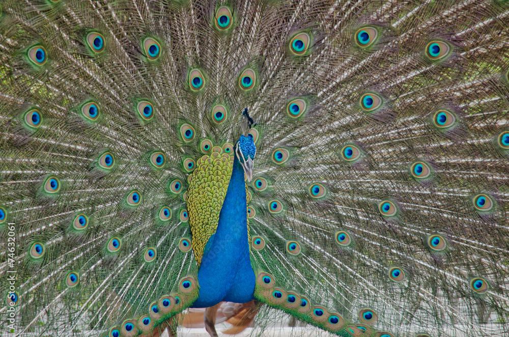 Obraz premium niebieski paw