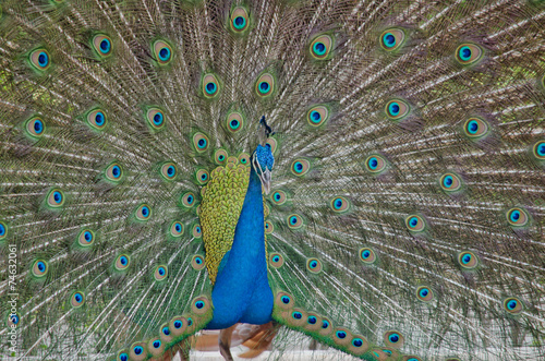 blue peafowl photo