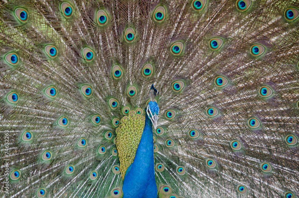 Fototapeta premium blue peafowl