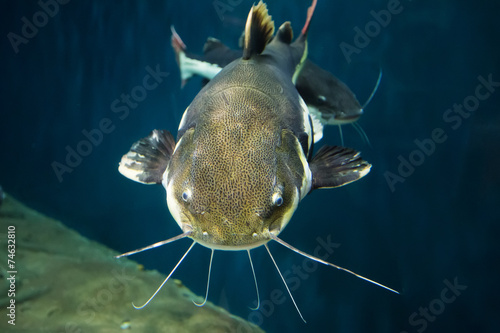 Fotografija Closeup of a tropical redtail catfish