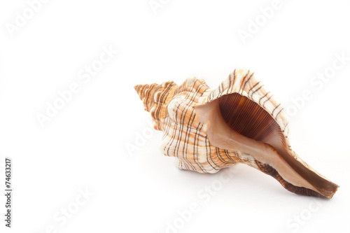 tropical seashell