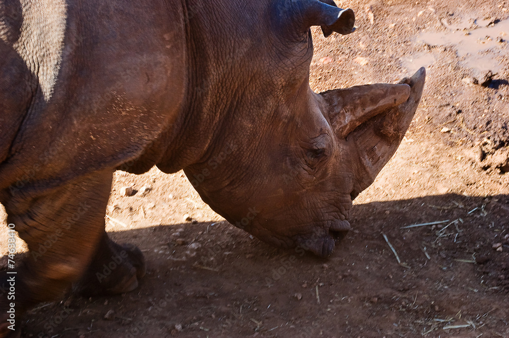 Obraz premium rhinoceros