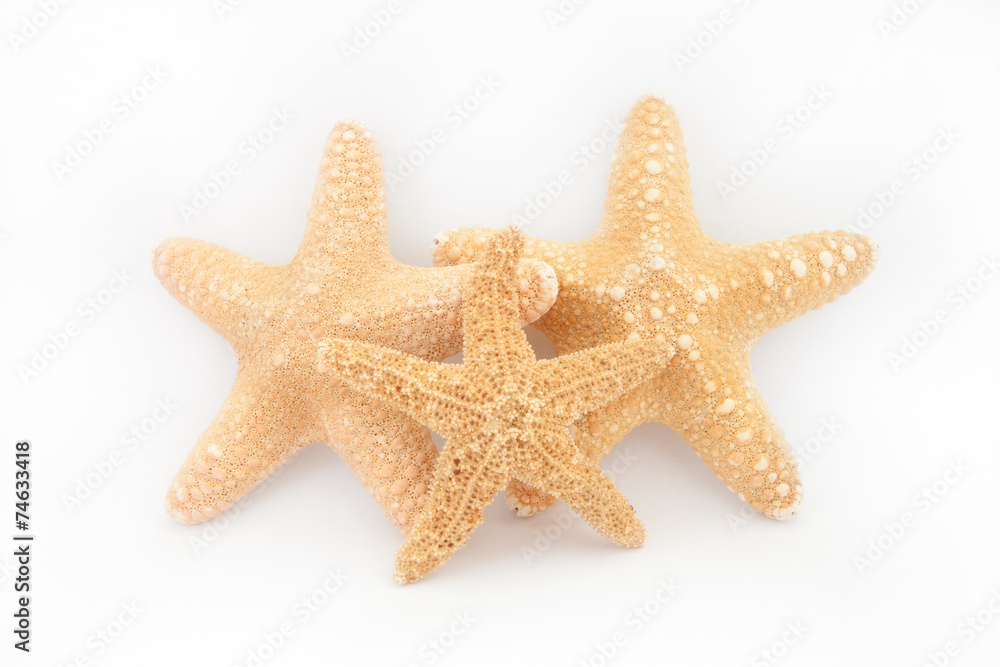 tropical starfish