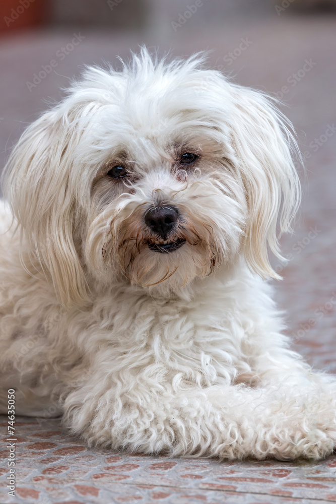 Maltese dog