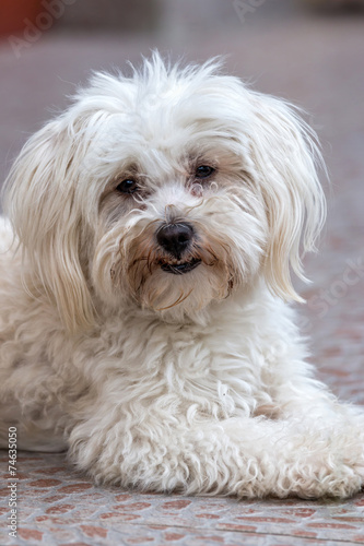 Maltese dog © Arpad