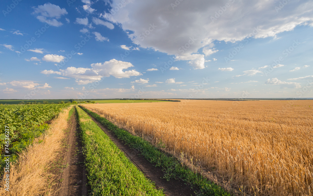 Summer Landscape with Wheat Field