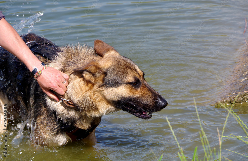 German Shepherd Dog and water