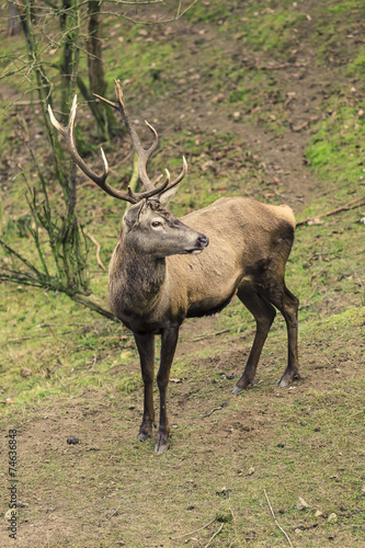 Powerful adult male red deer stag on meadow