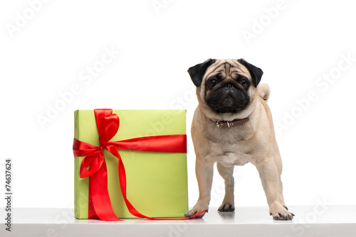 Little pug with present box © Friends Stock