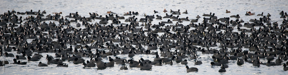 Fototapeta premium Eurasian Coot (Fulica atra)