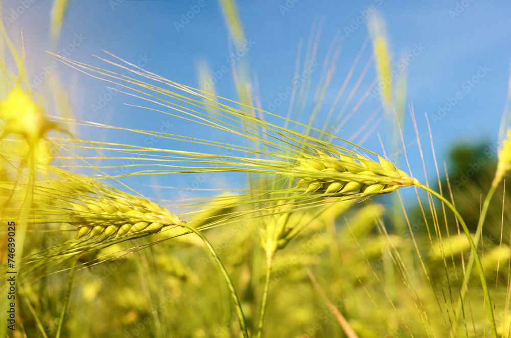 Scenic landscape with ears of barley against the sky in the sunl Scenic landscape with ears of barley against the sky in the sunl